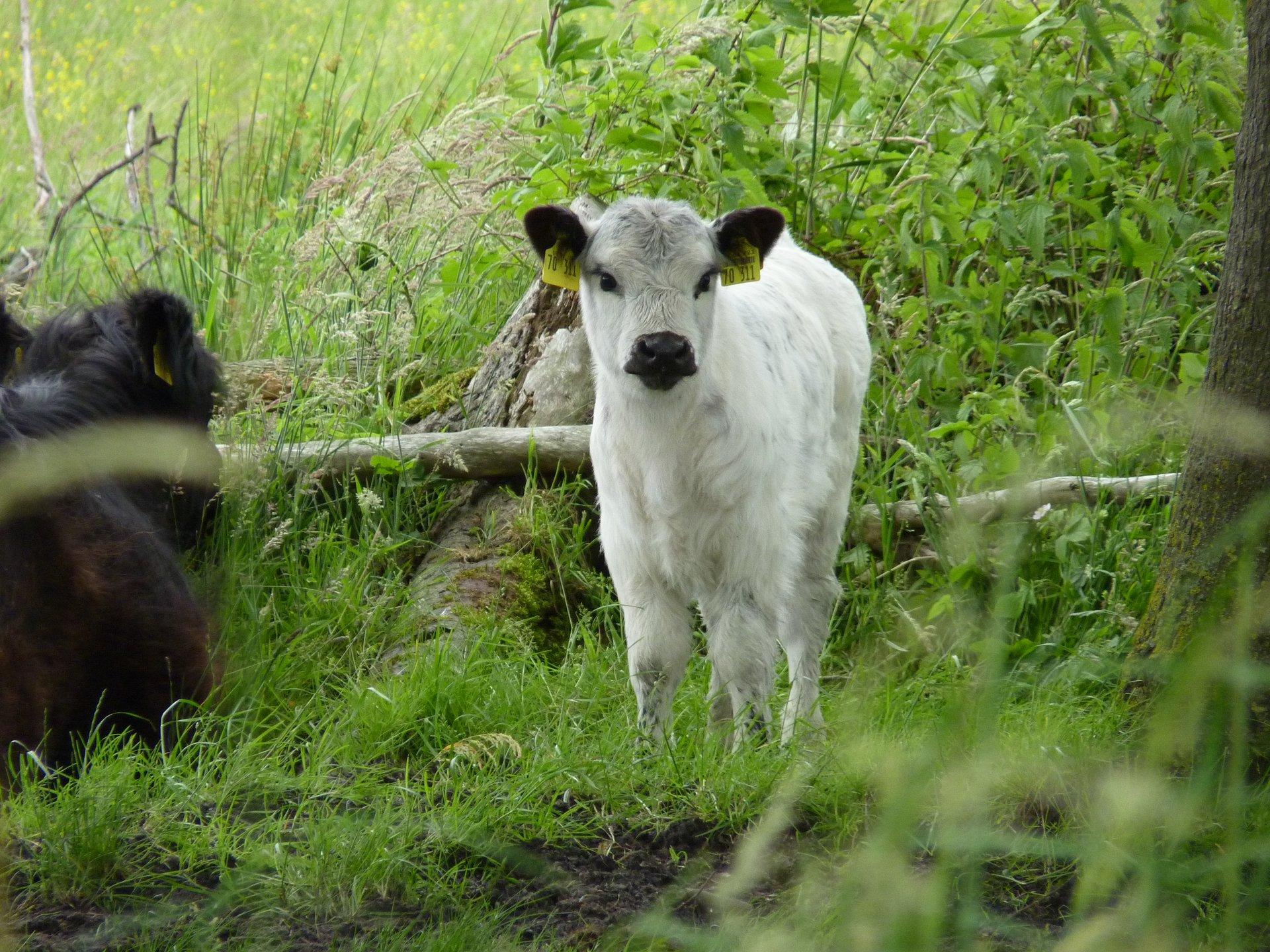 Weißes Gallowaykalb auf der Geltinger Birk