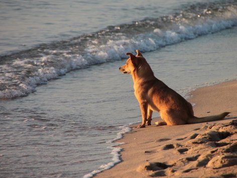 Mit dem Hund in Herbst und Winter an den Ostseestrand