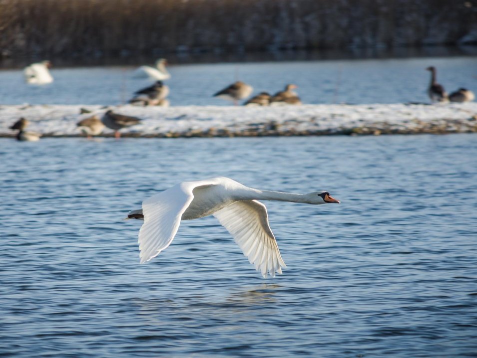 Schwan über der Ostsee