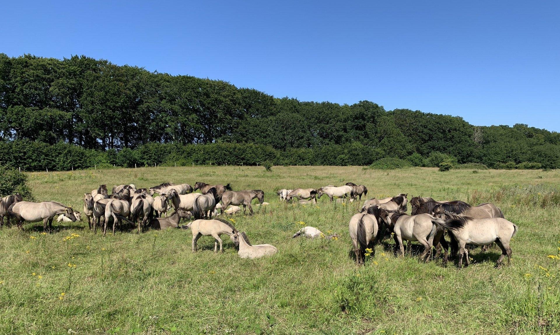 Herde Wildpferde Geltinger Birk