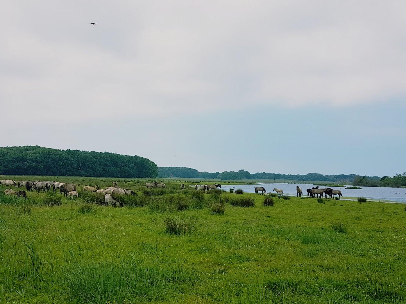 Wildpferde auf der Geltinger Birk