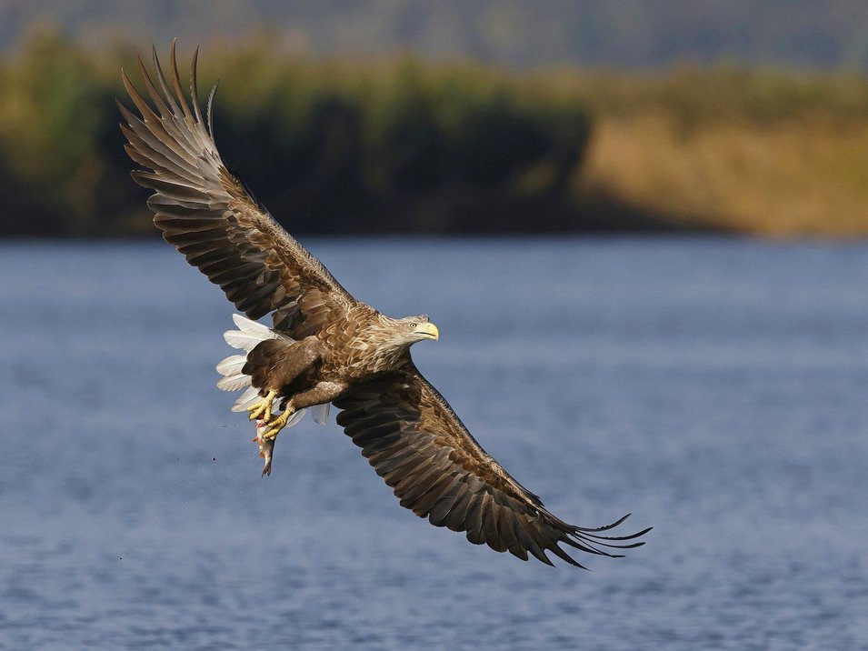 Seeadler in der Geltinger Birk