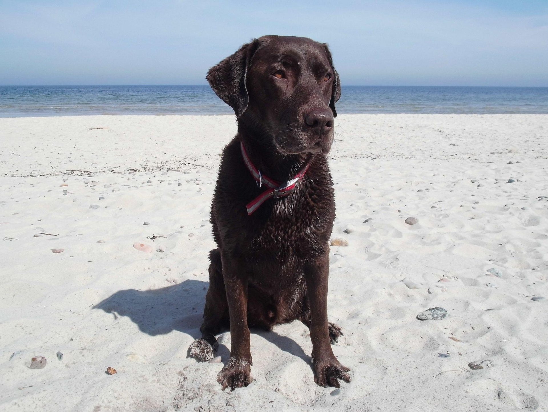 Hund am Strand Ostsee