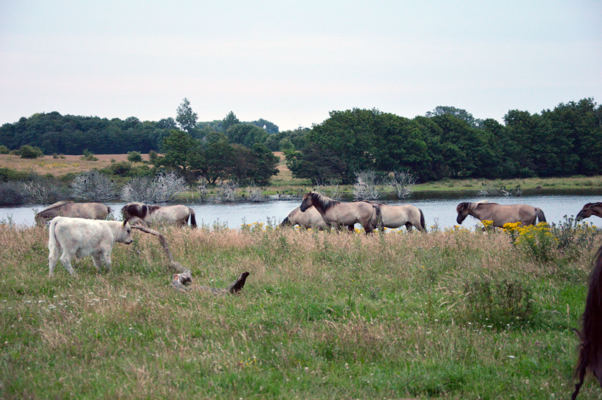 Wildpferde und Robustrinder auf der Geltinger Birk