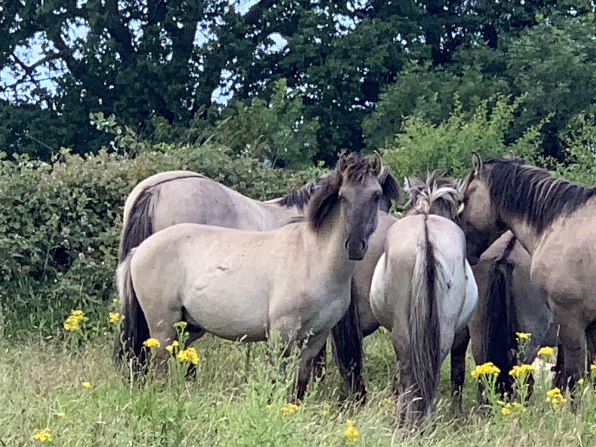 Wildpferde auf der Geltinger Birk